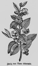 Branch of the tea plant (Thea chinensis or bohea) or (Camellia sinensis) cultivation Asia, leaves