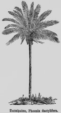 True date palm (Phoenix dactylifera L.) trunk, fruits, branches with regular leaves, occurrence in