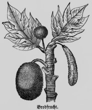 Breadfruit (Artocarpus) leaves, useful plant, cultivation and processing in tropical countries,
