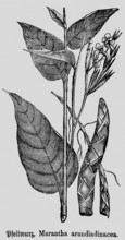 Leaves and flower of the arrowroot (Maranta arundinacea), useful plant, occurrence in tropical
