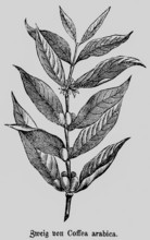 Two of the coffee arabica (Coffea arabica) plant with inflorescence, coffee bean extraction,
