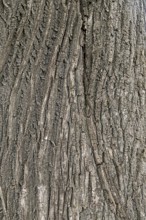 Vertical lines and patterns of tree bark, coarse structure and grey tones, 400 year old lime tree