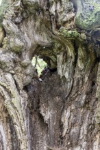 Weathered tree bark with a hole showing a view inside the tree, 400 year old lime tree avenue