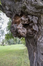 Large gnarled knot on a tree, green meadow in the background, 400 year old avenue of lime trees