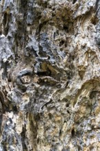 Close-up of heavily textured and weathered tree bark, 400-year-old avenue of lime trees Ladendorf