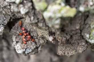 Group of red fire bugs on rough tree bark, focus on the insects, 400 year old lime tree avenue
