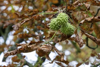 Green prickly chestnuts between dry brown leaves on a tree, 400 year old lime tree avenue Ladendorf