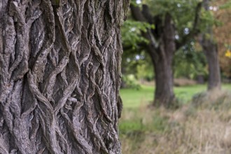 Detailed image of tree bark in the foreground, blurred trees in the background, 400 year old lime