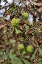 Green horse chestnuts hanging on a branch, surrounded by brown autumn leaves, 400 year old avenue