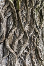 Close-up view of an intricate, structured tree bark, 400-year-old lime tree avenue Ladendorf
