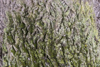 Tree bark with moss growth and green and grey tones, 400 year old lime tree avenue Ladendorf