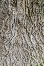 Close-up of the intricate structures of a tree bark, 400-year-old lime tree avenue Ladendorf