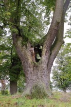 Large tree with hollow trunk in a green landscape, 400 year old lime tree avenue Ladendorf
