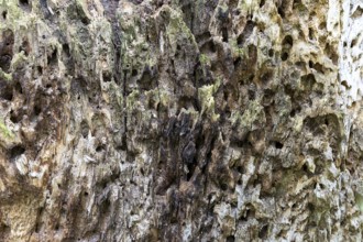 Close-up of eroded, moss-covered wood with a rough texture, 400-year-old avenue of lime trees