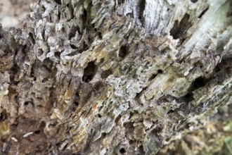 Close-up of a weathered piece of wood with many holes and a rough structure, 400-year-old lime tree
