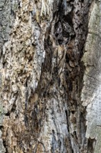 A detailed view of a weathered tree bark full of patterns, 400 year old lime tree avenue Ladendorf