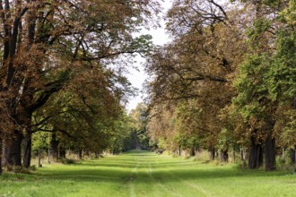 Tree avenue with green grass path and autumnal foliage in warm tones, 400 year old lime tree avenue