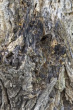 Weathered tree bark with complex texture in shades of grey and brown, 400-year-old lime tree avenue