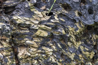 Close-up of a rotten and moss-covered tree bark with deep textures, 400-year-old lime tree avenue