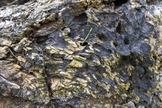 Close-up of rotting tree bark with green moss stains, 400 year old lime tree avenue Ladendorf
