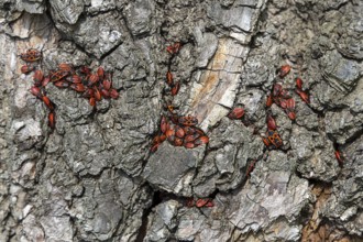 Firebugs on patterned tree bark in vivid red and black, 400 year old lime tree avenue Ladendorf