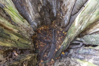 Interior view of a hollow tree trunk covered with leaves and earth, describes a natural hiding