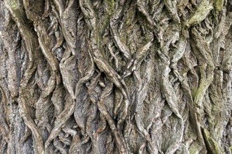 Tree bark structure with intertwined, root-like patterns, 400-year-old avenue of lime trees