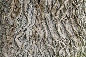 Structural tree bark with intricate grey patterns, 400-year-old lime tree avenue Ladendorf