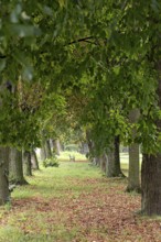 A narrow, overgrown path leads through a majestic avenue of trees, a 400-year-old avenue of lime