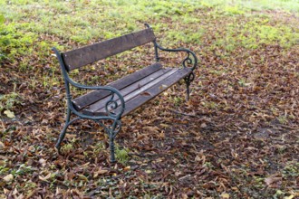 An abandoned bench stands on a ground covered with autumn leaves in the green, 400 year old lime
