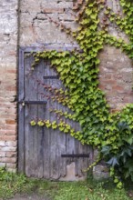 An old wooden door overgrown with ivy on a weathered brick wall, 400-year-old avenue of lime trees