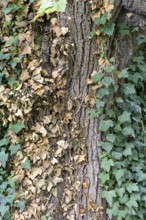 Tree trunk with green ivy and dried brown leaves, contrasting texture, 400 year old lime tree
