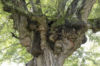 Lush tree crown filled with green foliage, summery atmosphere, 400-year-old avenue of lime trees