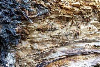 Close-up of a tree bark with striking grain and warm brown tones, 400-year-old lime tree avenue