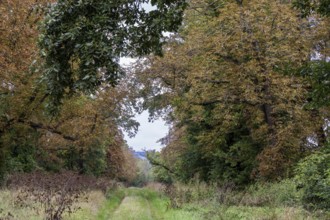 Forest path surrounded by autumnal trees, quiet natural path, 400 year old lime tree avenue