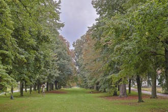 A straight path through an avenue of trees in the transition between summer and autumn,
