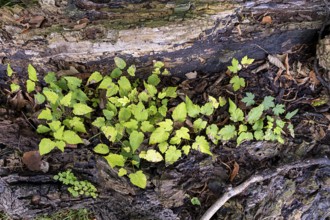 Green plants grow from an old tree trunk in a natural environment, 400 year old lime tree avenue
