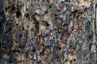 Tree bark with numerous fire bugs, dense accumulation on damaged surface, 400 year old lime tree