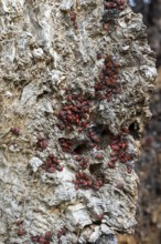 Colony of red-black fire bugs on the rough bark of a tree, 400 year old lime tree avenue Ladendorf
