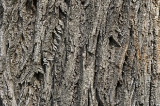 Detailed view of the rough, textured bark of a tree trunk in grey, 400 year old lime tree avenue