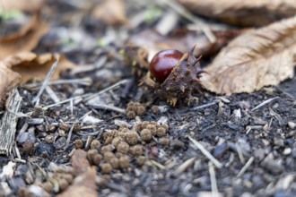 Autumn forest floor with chestnut fruit and foliage, showing natural textures, 400 year old lime