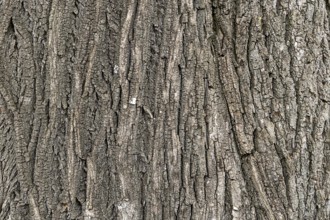 Close-up of the detailed grey bark of a tree with a striking texture, 400-year-old lime tree avenue