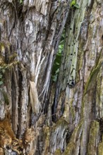 Close-up of the coarse, stratified bark of a tree with aged wood, 400-year-old lime tree avenue