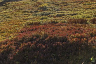 Landscape panorama, Hochkönig, Mountains, Salzburg, Autumnal