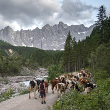 Alpine pasture drive to Ladiz through the Johannestal, behind it the Laliderer Wände, Hinterriss,