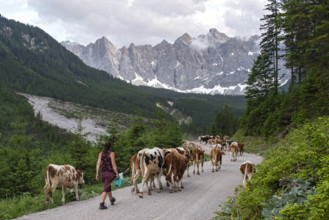 Alpine pasture drive to Ladiz through the Johannestal, behind it the Laliderer Wände, Hinterriss,