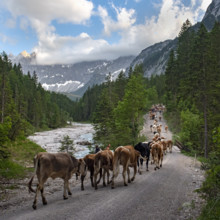 Alpine pasture drive to Ladiz through the Johannestal, behind it the Laliderer Wände, Hinterriss,
