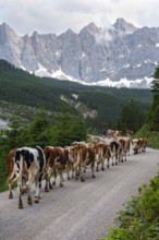 Alpine pasture drive to Ladiz through the Johannestal, behind it the Laliderer Wände, Hinterriss,