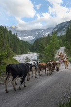 Alpine pasture drive to Ladiz through the Johannestal, behind it the Laliderer Wände, Hinterriss,