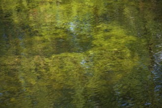 Greenish algae, algae carpet in a body of water, Germany